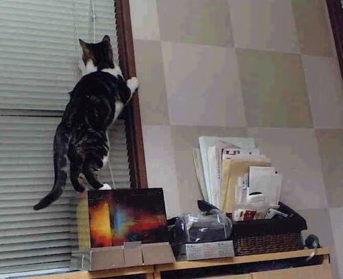 双塔重启！戈贝尔无差别攻击轰塌老鹰，灰熊展现西部搅局者獠牙