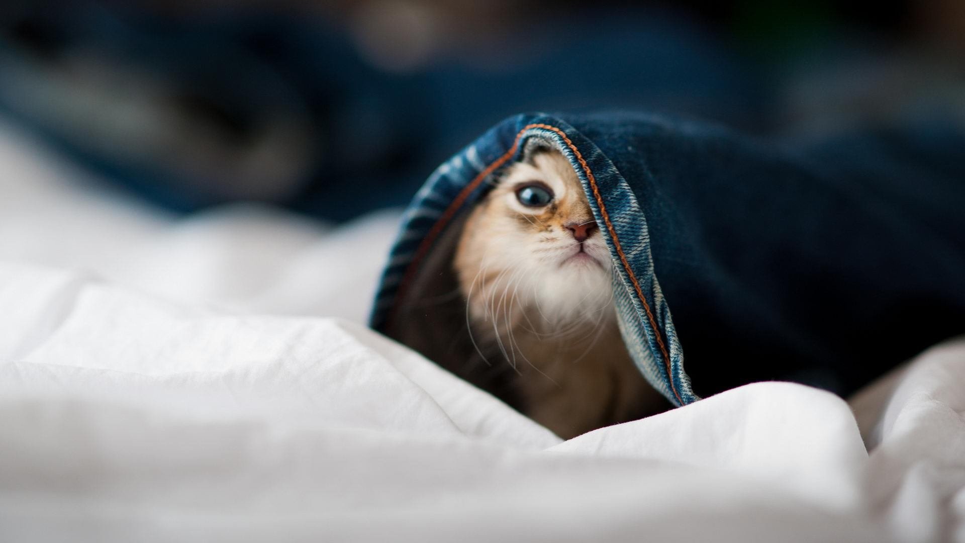 当加纳边境线出现在篮球场上,阿拉巴如何用一记三分改写西决命运