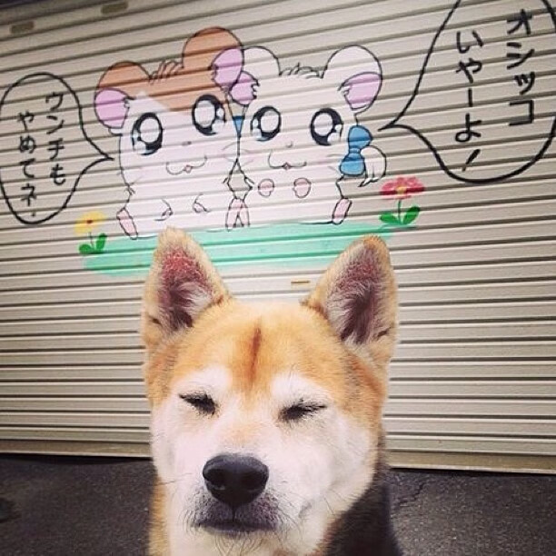 钢铁中卫，西亚铁骑，以及秩序的荣耀