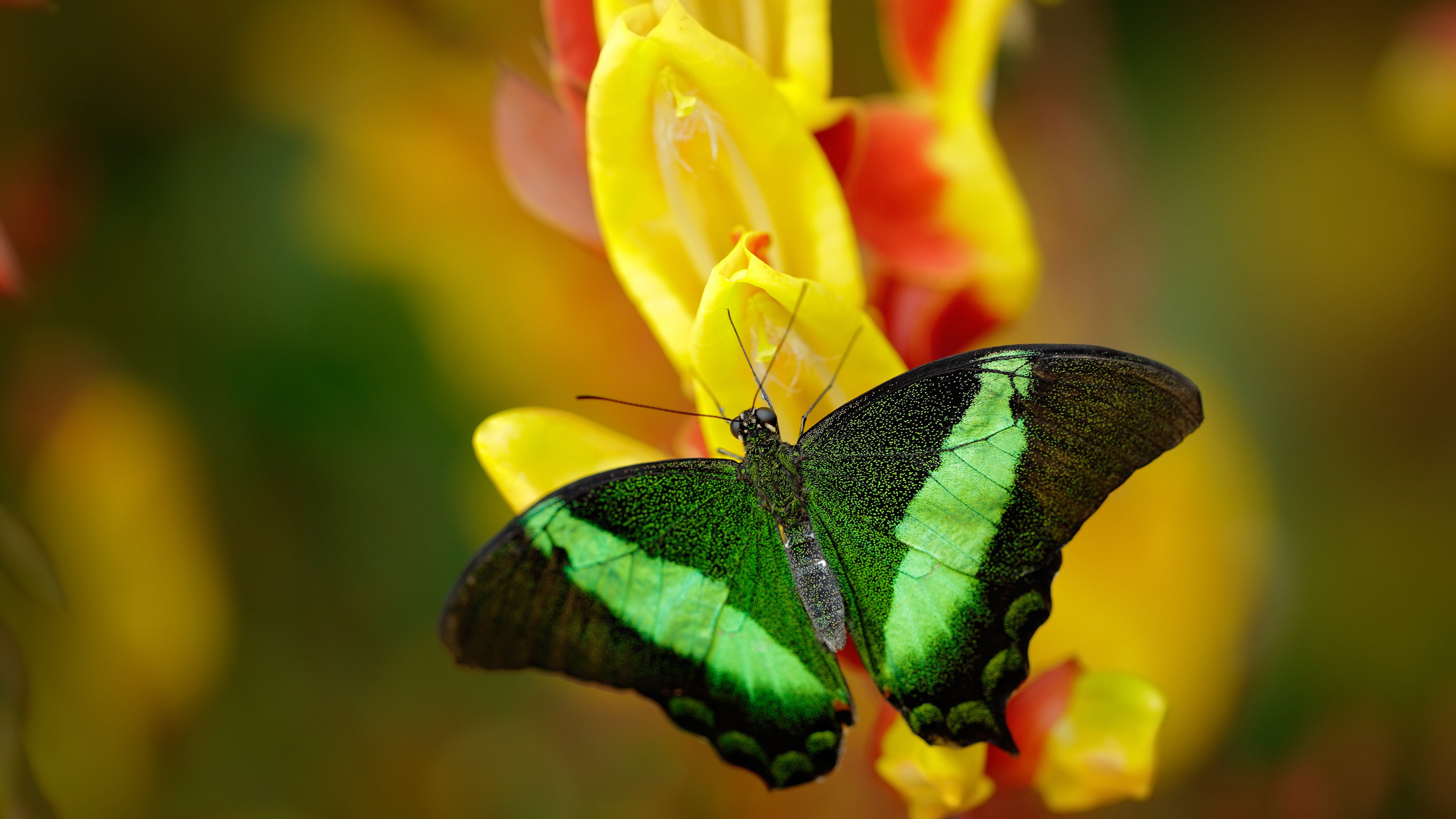 宇宙中心与环绕者,约基奇的太阳哲学如何定义胜负