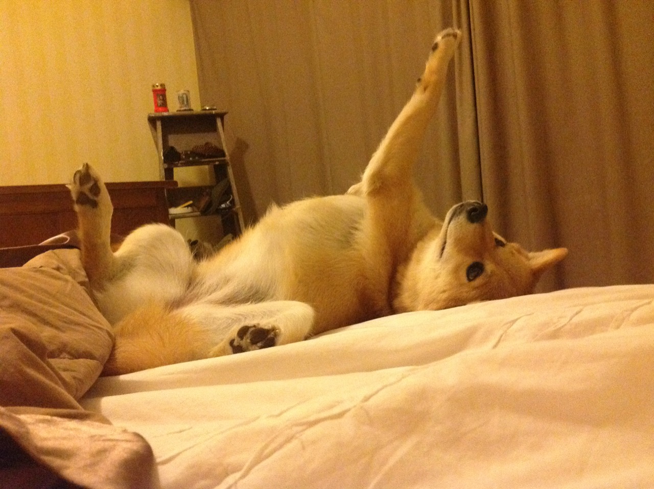 雷火电竞主播-老鹰单节狂潮拉开火箭，利拉德攻防转换显核心本色