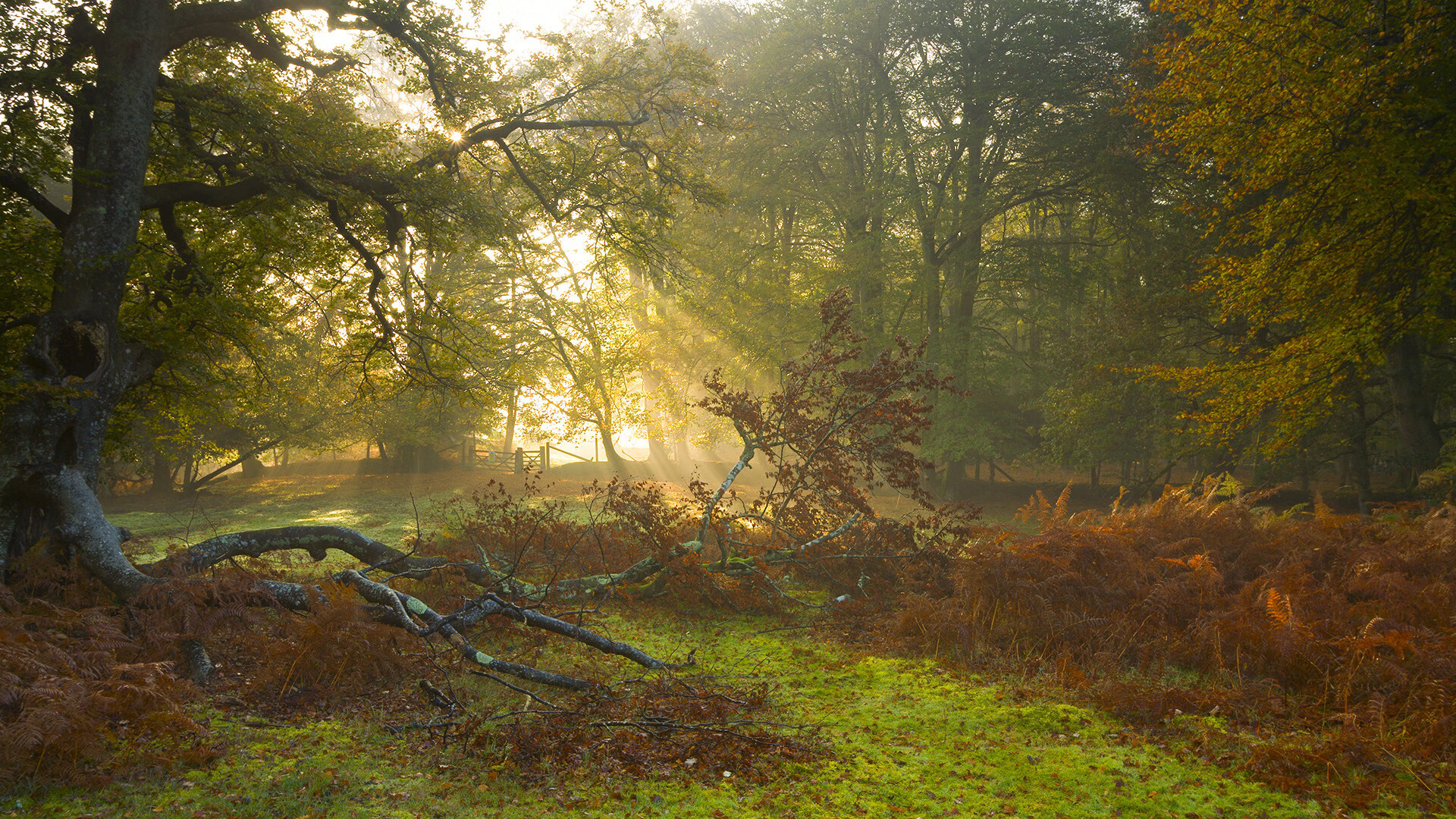 狂砍35+15+7封盖比肩传奇！文班亚马全程高能率魔术险胜广厦
