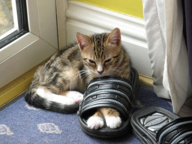 绿茵传奇，突尼斯踏平摩纳哥的震撼与库尔图瓦西决生死战的守护神话